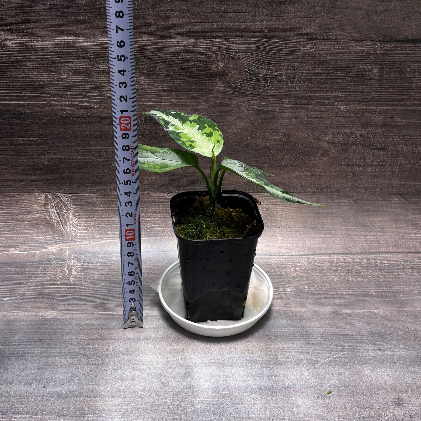 アグラオネマ ピクタム (MB-M251228-5) - メルカリ