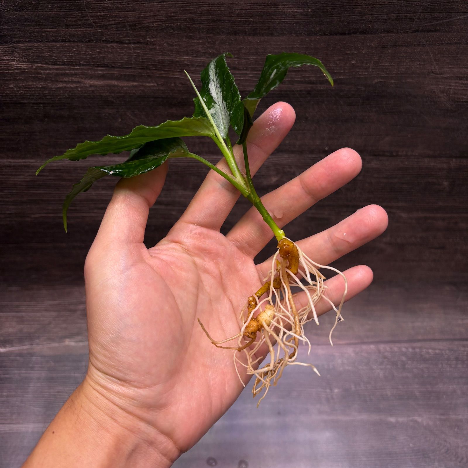 (MB-M250828-1) アグラオネマ　ピクタム MB-M250828-1) アグラオネマ ピクタム アグラオネマ ピクタム (MB