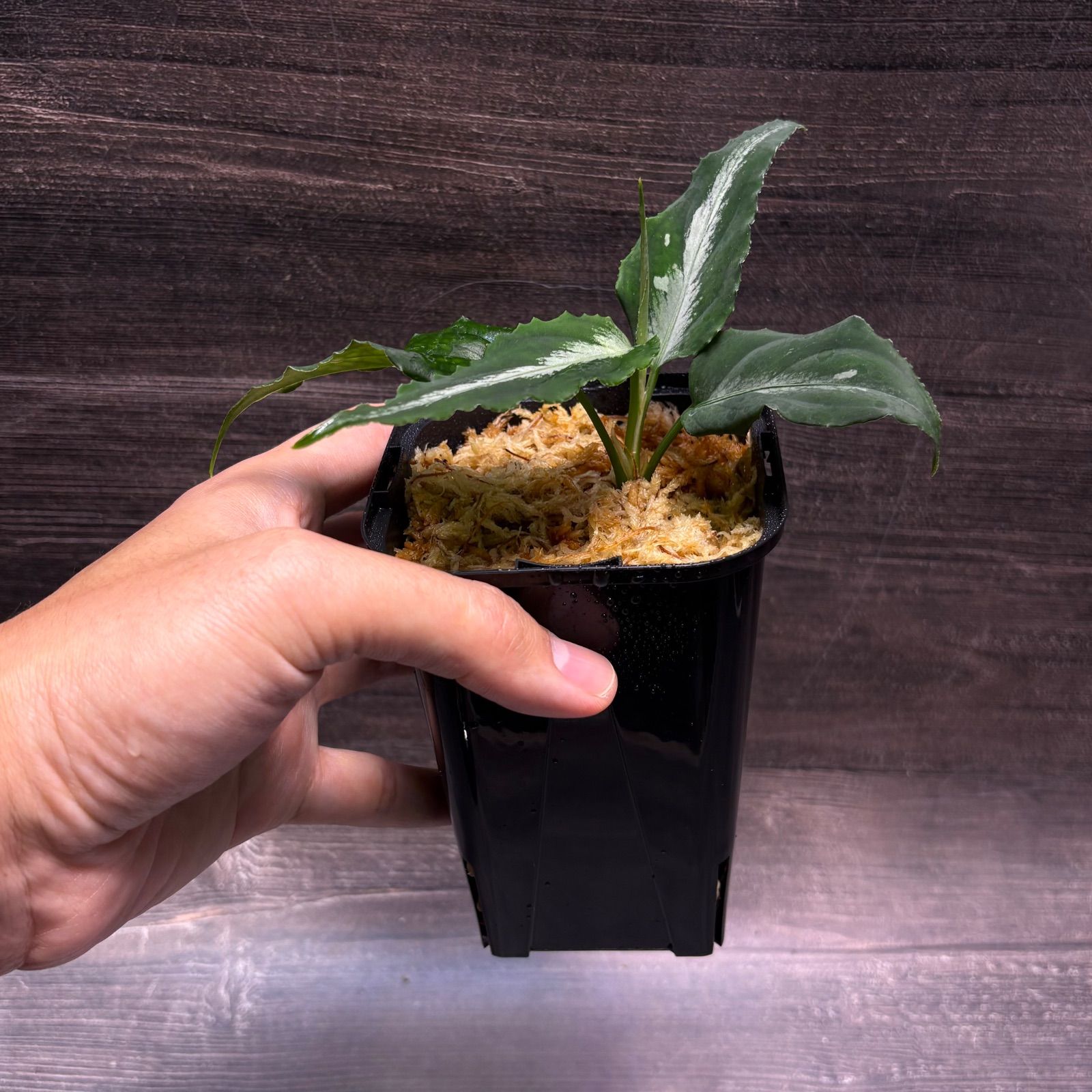 アグラオネマ ピクタム (MB-M251228-4) - メルカリ