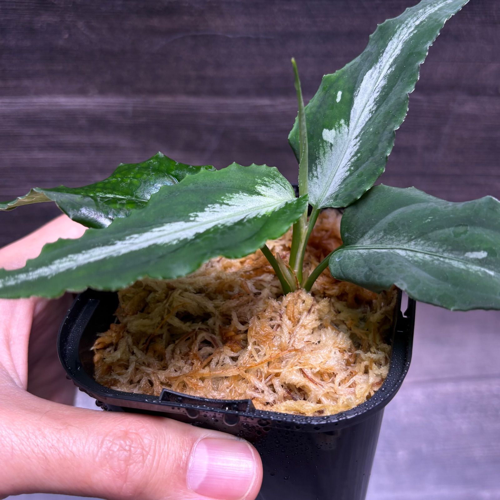 アグラオネマ ピクタム (MB-M251228-4) - メルカリ