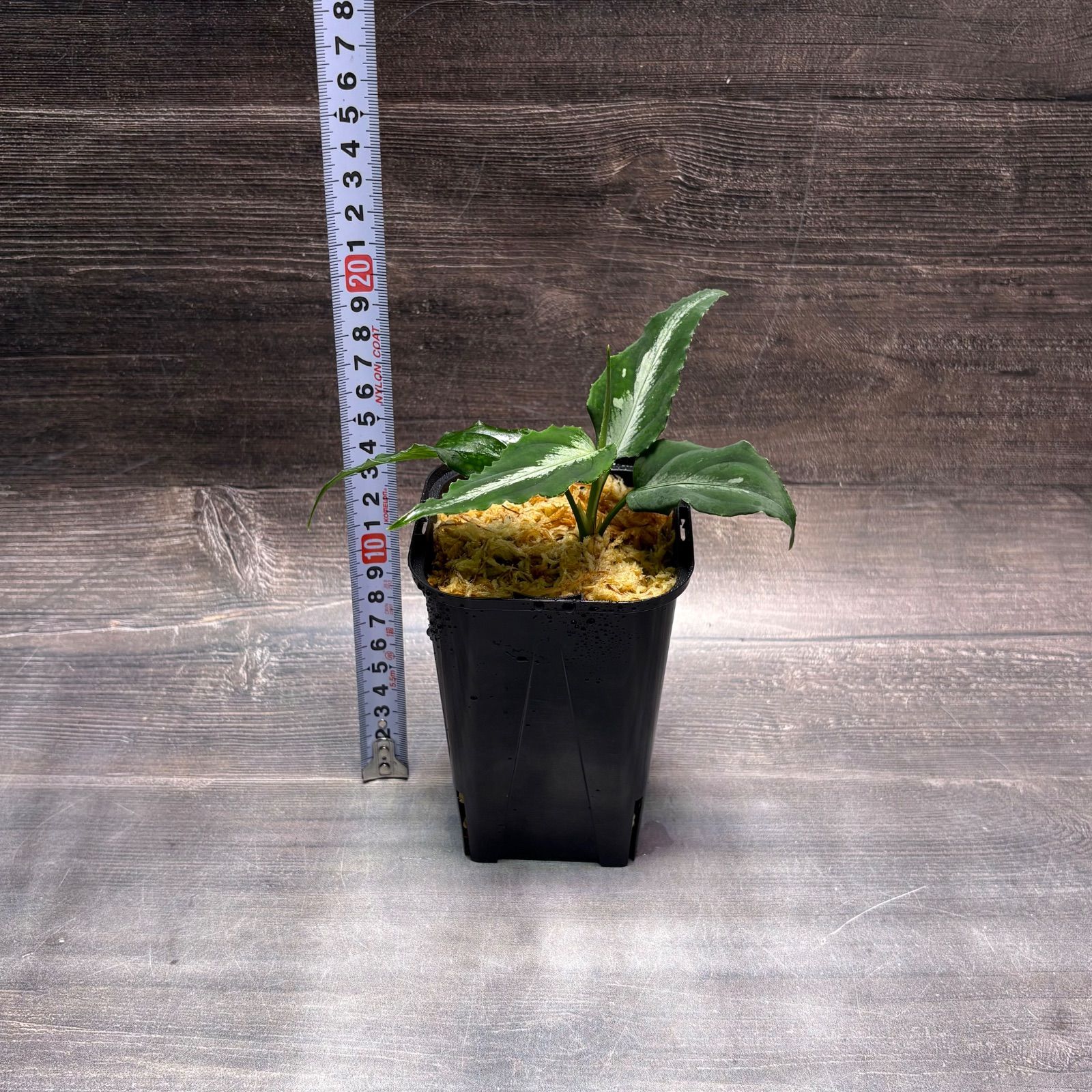 アグラオネマ ピクタム (MB-M251228-4) - メルカリ