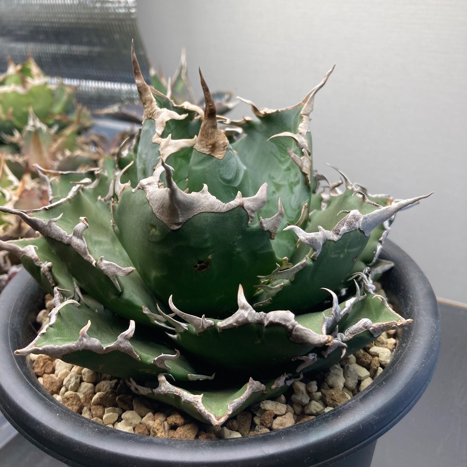 アガベ チタノタ 白鯨 老白鯨 大株 - メルカリ