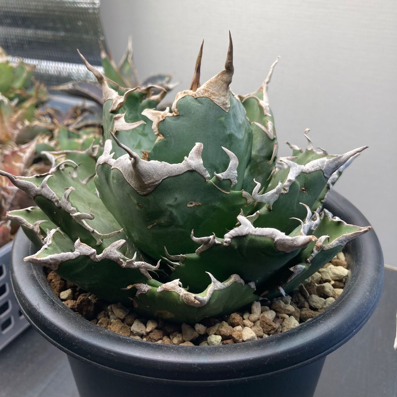 アガベ 白鯨　親株　大株 アガベ 白鯨 大株 | AGA BASE 330