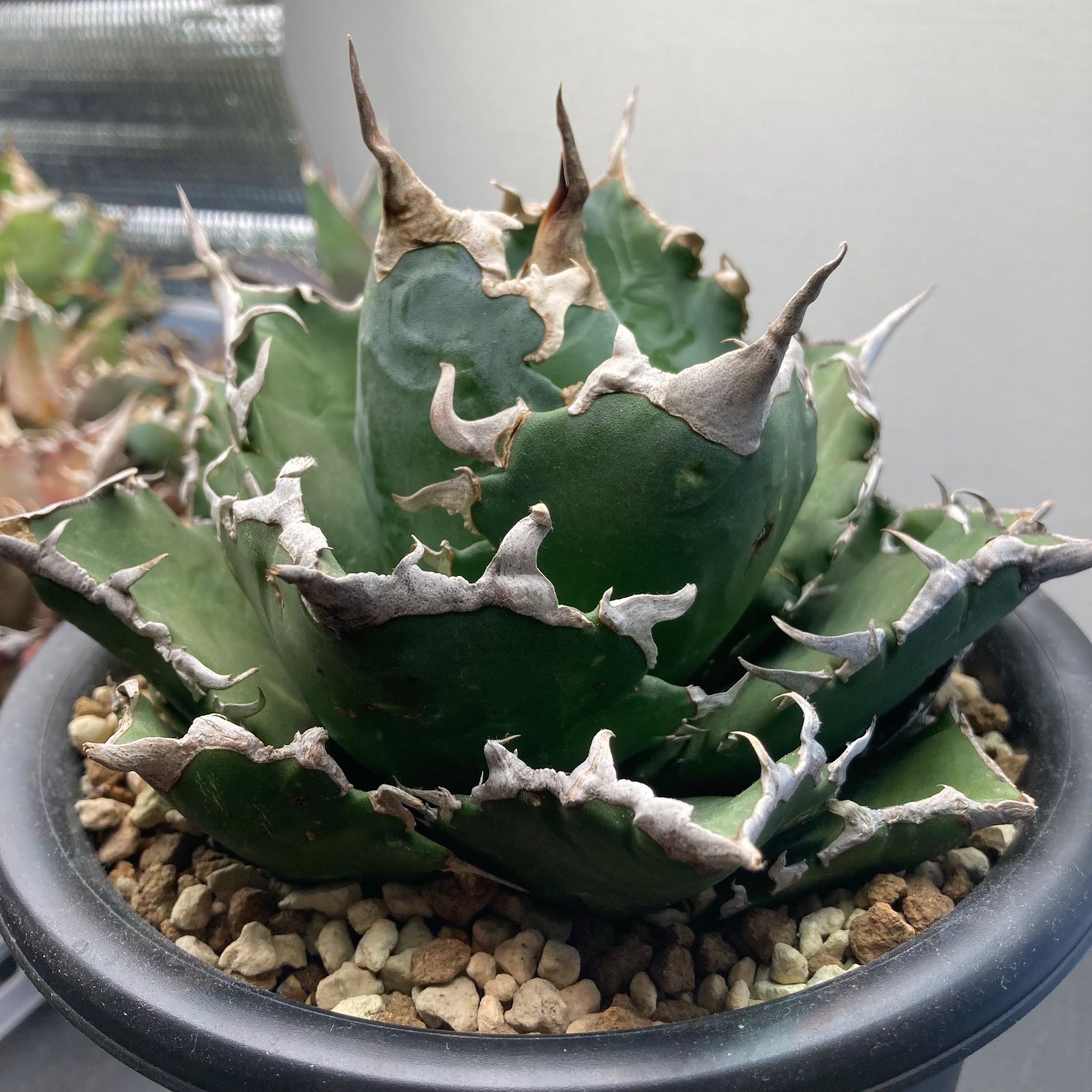 アガベ　ボール　白鯨　メルカリ便 アガベ チタノタ白鯨ボール株 美形強棘 - メルカリ