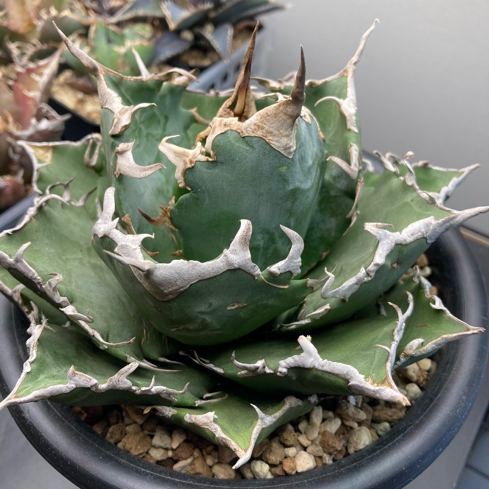 アガベ チタノタ 白鯨 老白鯨 大株 - メルカリ