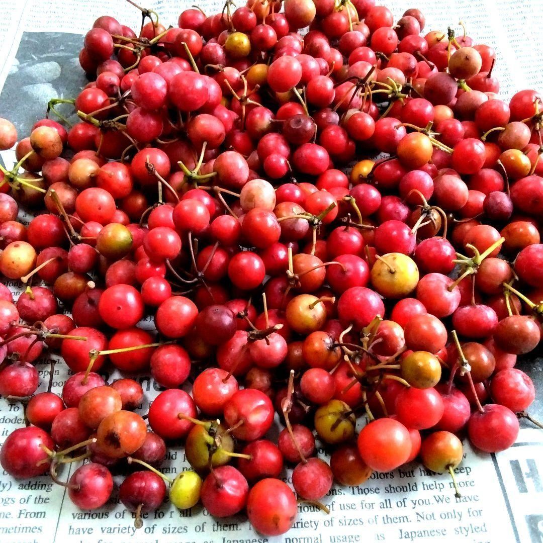 【ご予約No.5】［みーにゃん］サンキライ赤 無農薬☆山帰来（サンキライ）☆赤い実☆270〜280gぐらい☆観賞