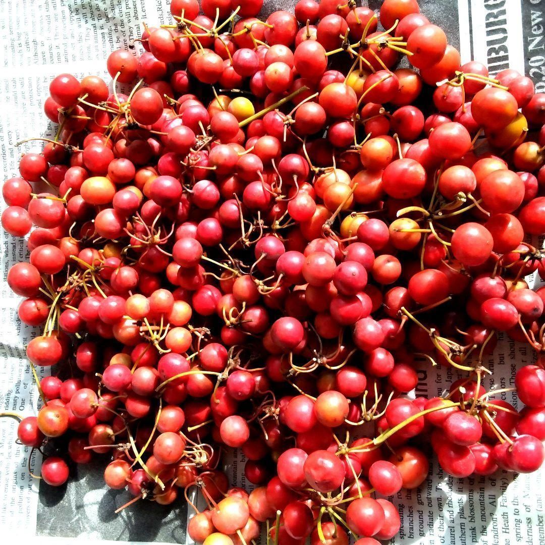 無農薬☆山帰来（サンキライ）☆赤い実☆270〜280gぐらい☆観賞