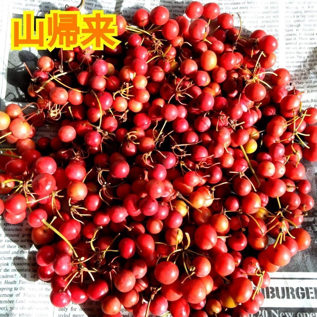 【ご予約No.7】［coo］サンキライ赤 クリスマスの赤い実 サンキライ 1束 | 新鮮お花問屋 Jp-Farmers.com