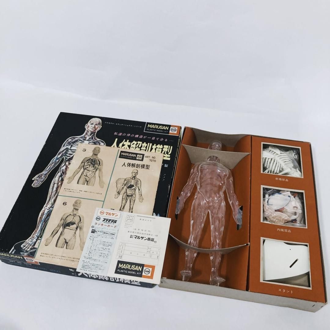希少物 旧マルサン 人体解剖模型 未組立 当時物 - メルカリ