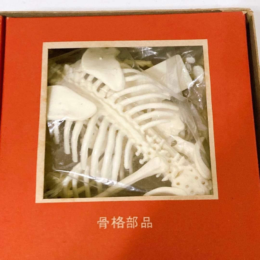 マニアックレア昭和２０～３０年代頃素材不明レトロ人体骨格模型当時物コレクション品 希少物 旧マルサン 人体解剖模型 未組立 当時物 - メルカリ