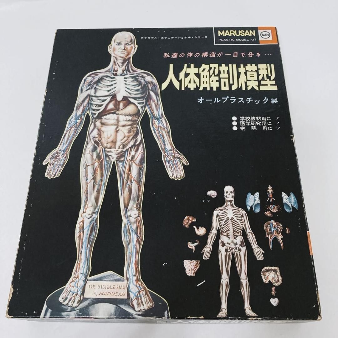 絶版プラモデル 当時物プラモデル 昭和レトロ 人体の神秘 初版 人体模型 値下げ 希少物 旧マルサン 人体解剖模型 未組立 当時物 - メルカリ