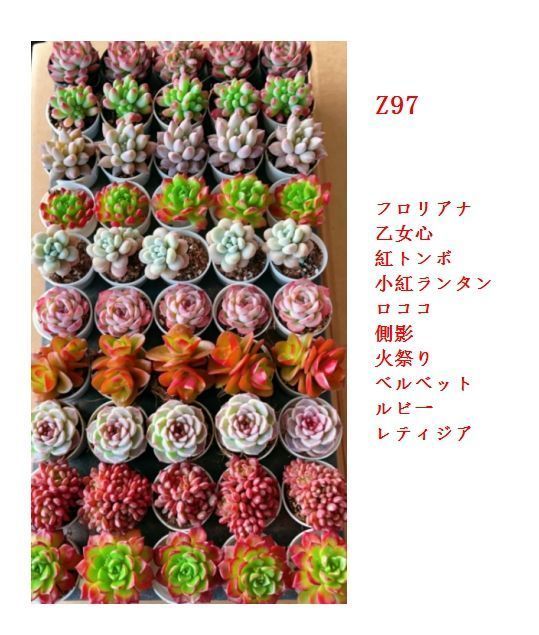 Z97×50鉢 多肉植物セット 土鉢付き 多肉植物 アエオニウム エケベリア