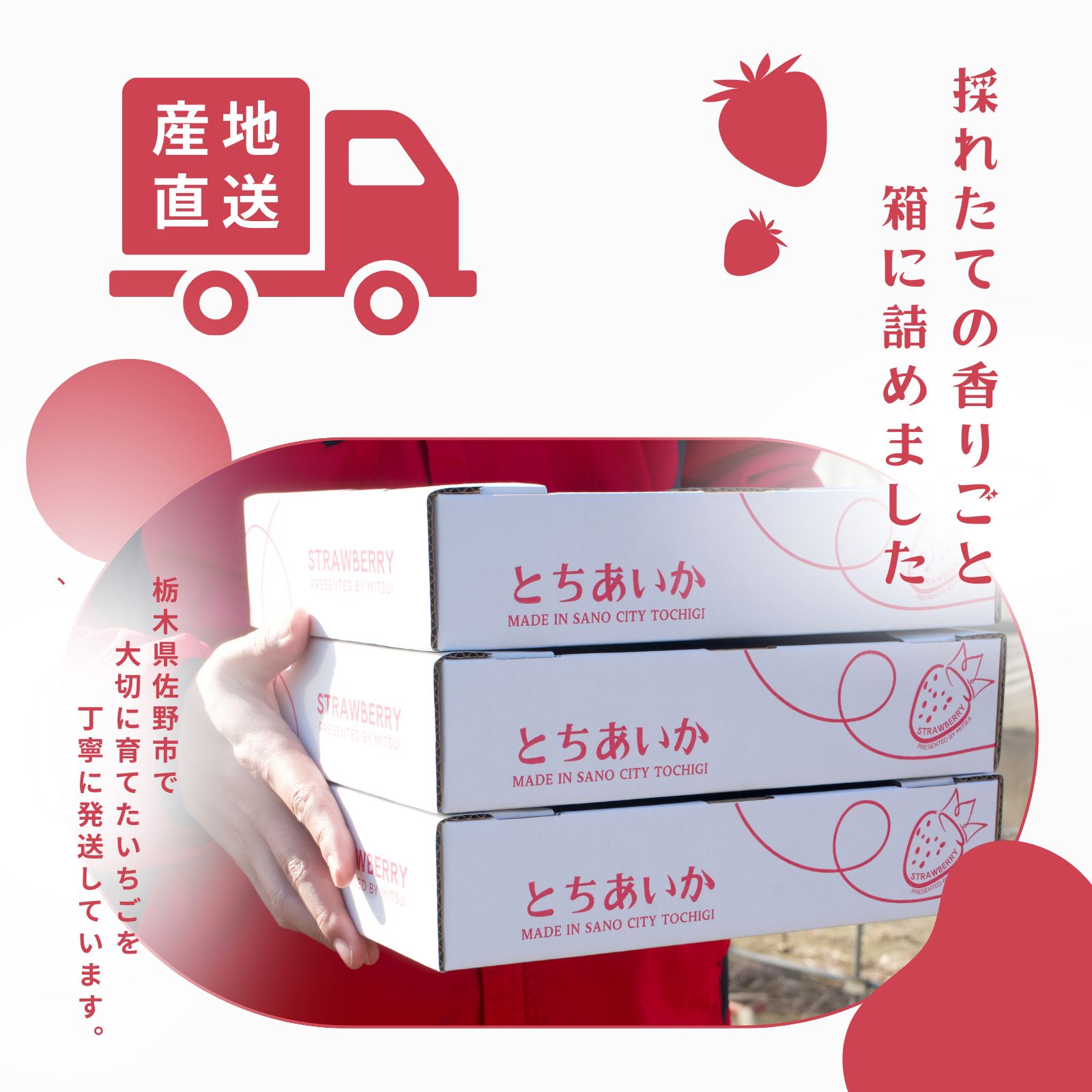 JA佐野】とちあいか 約560g 栃木県産 苺 ギフト - メルカリ