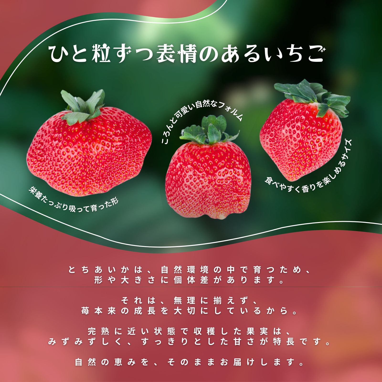 JA佐野】とちあいか 約560g 栃木県産 苺 ギフト - メルカリ