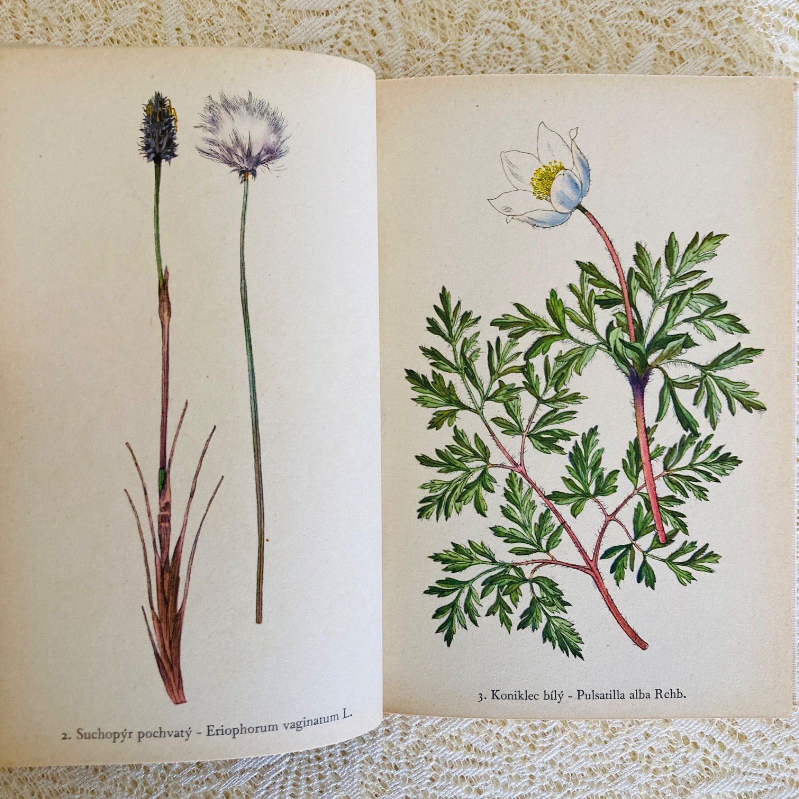 チェコ語の美しい植物図鑑 高山植物 カレル・スヴォリンスキーの植物画