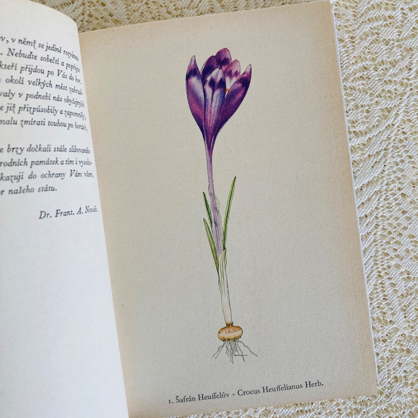 チェコ語の美しい植物図鑑 高山植物 カレル・スヴォリンスキーの植物画