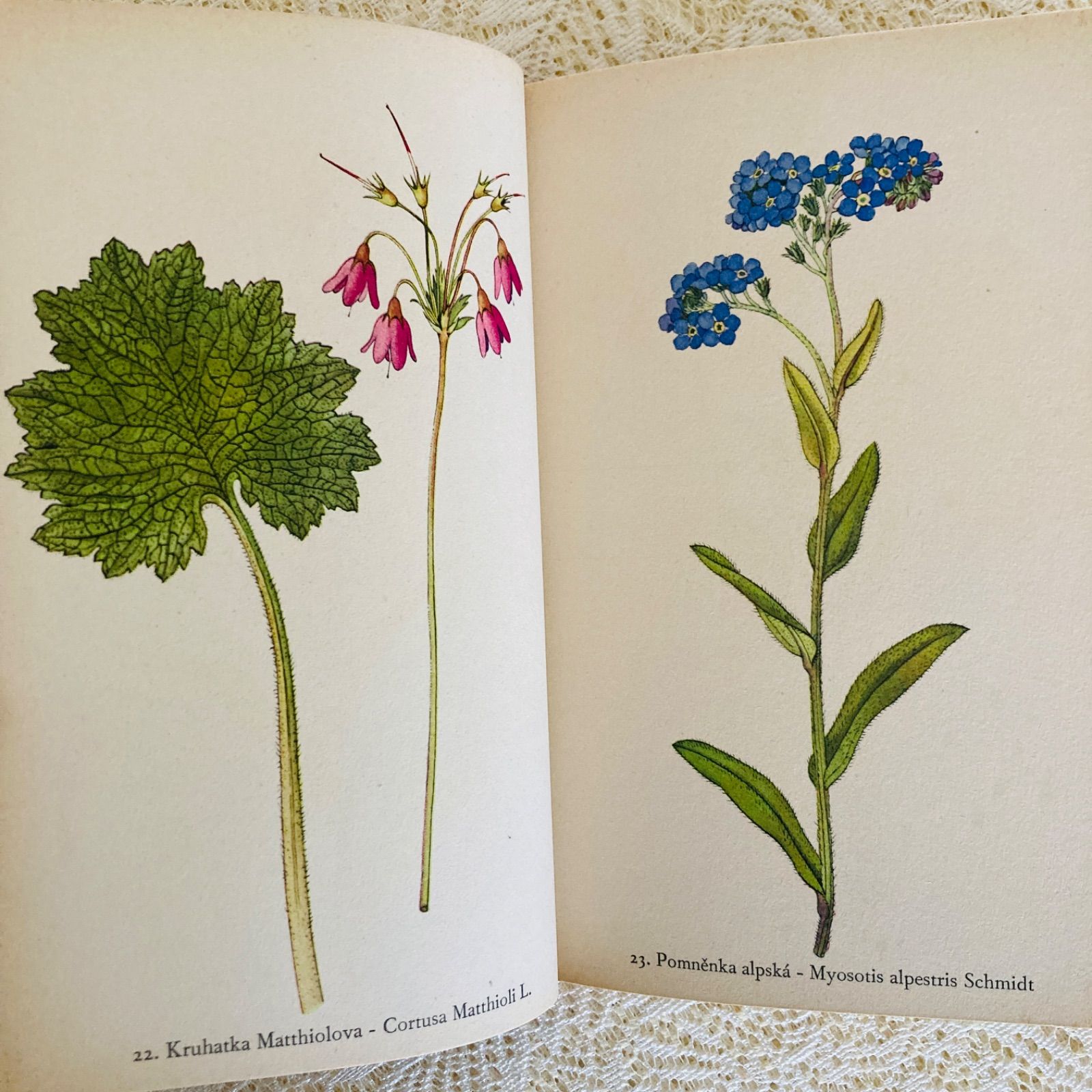 洋書　植物画　PLANTS チェコ語の美しい植物図鑑 高山植物 カレル・スヴォリンスキーの植物画