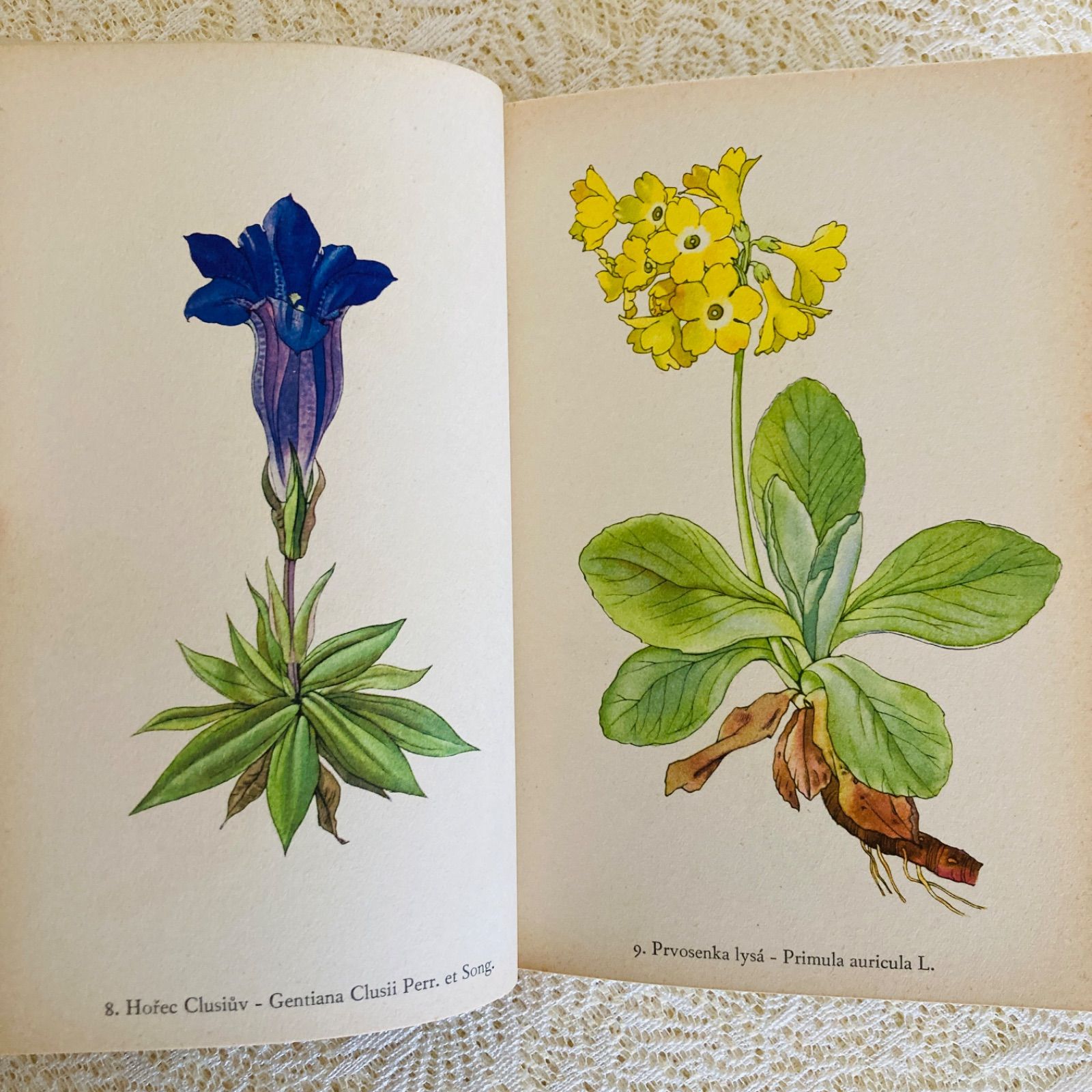 チェコ語の美しい植物図鑑 高山植物 カレル・スヴォリンスキーの植物画