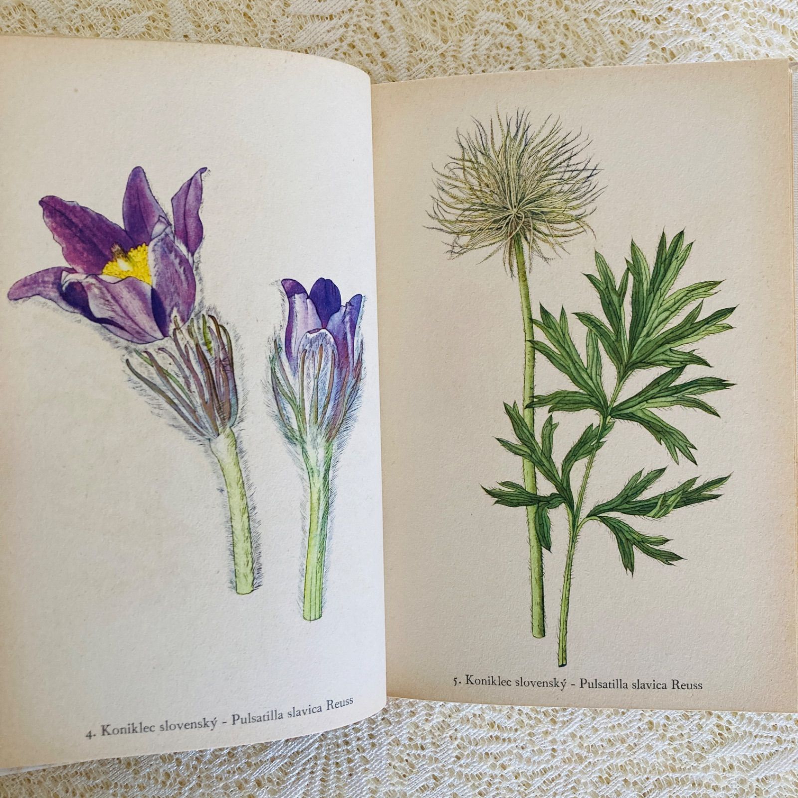 チェコ語の美しい植物図鑑 高山植物 カレル・スヴォリンスキーの植物画