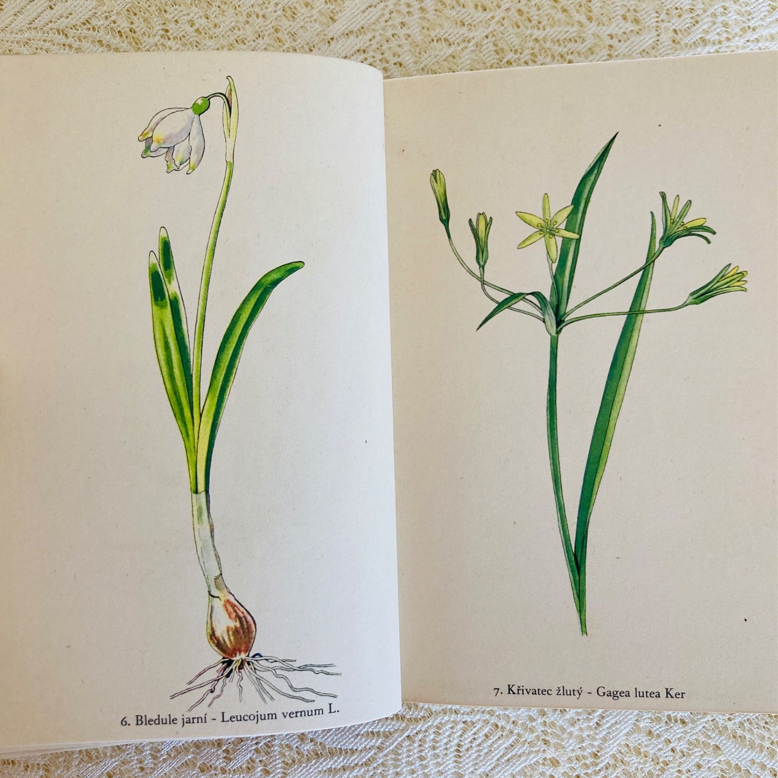 チェコの美しい植物図鑑 Rostliny 野の花 カレル・スヴォリンスキーの