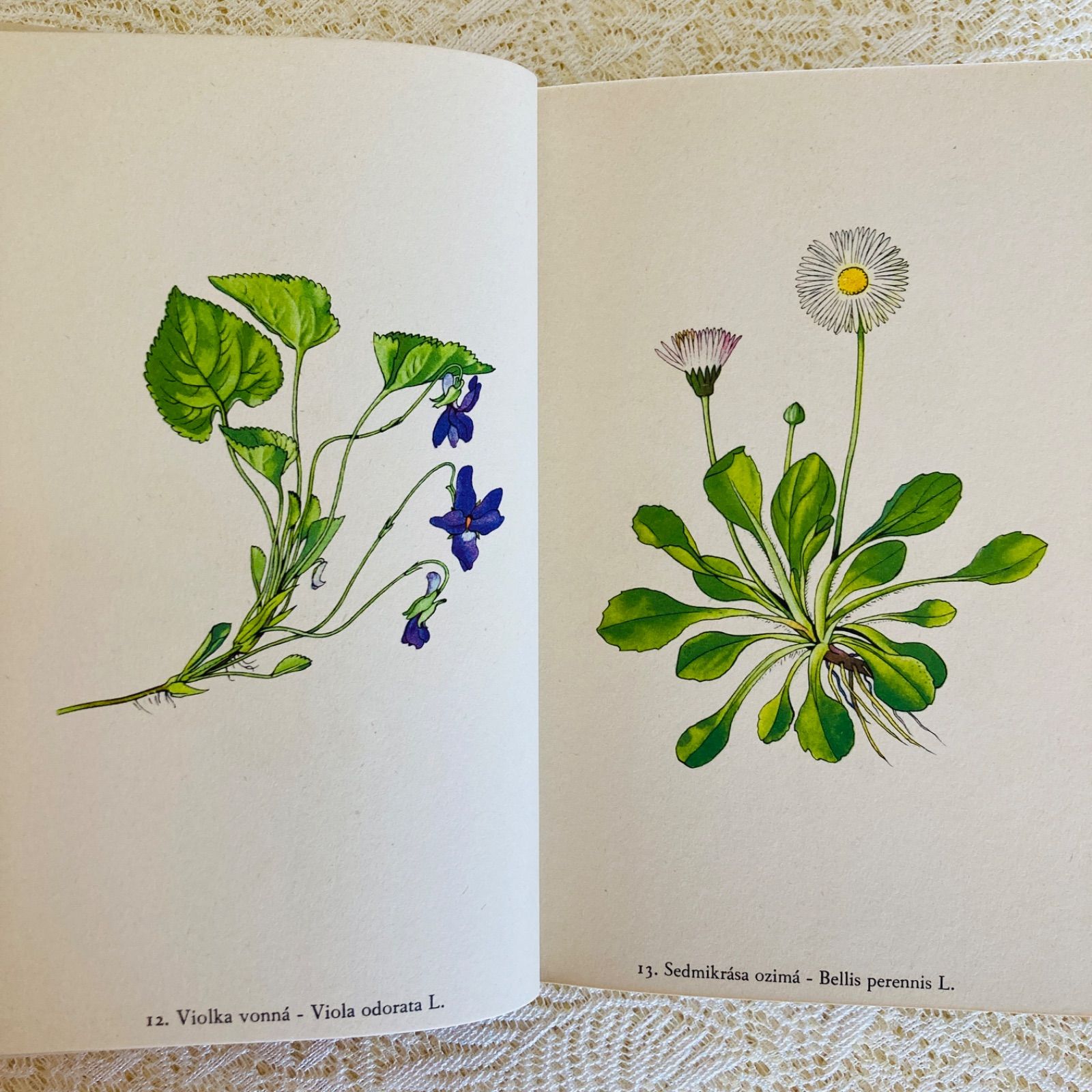 チェコの美しい植物図鑑 Rostliny 野の花 カレル・スヴォリンスキーの