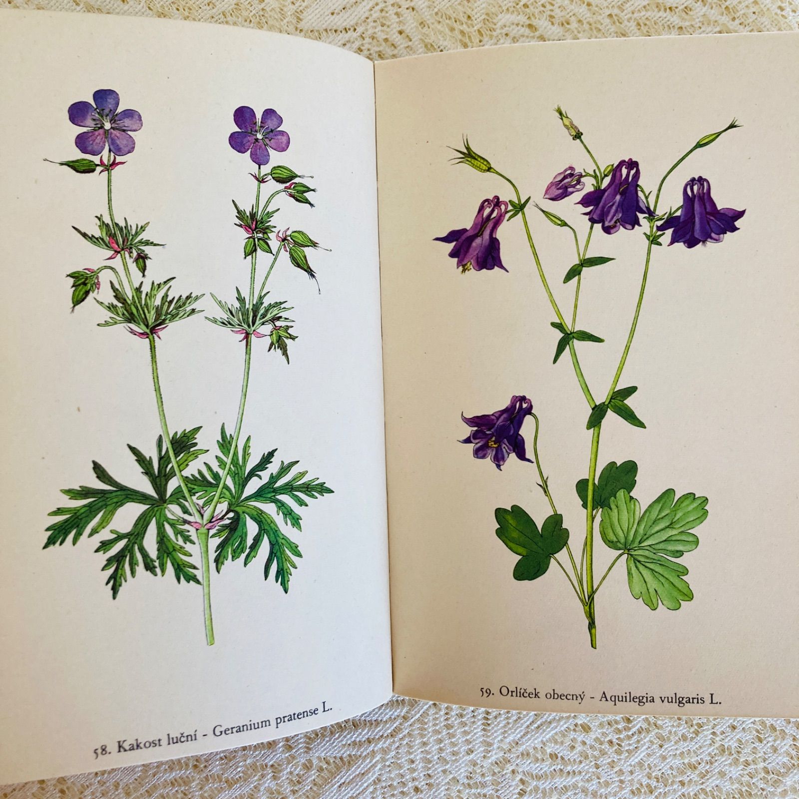 洋書　古書　フランスの植物図鑑　淡くやさしい水彩画♡　野の花　ハーブ 洋書 古書 フランスの植物図鑑 淡くやさしい水彩画♡ 野の花 ハーブ