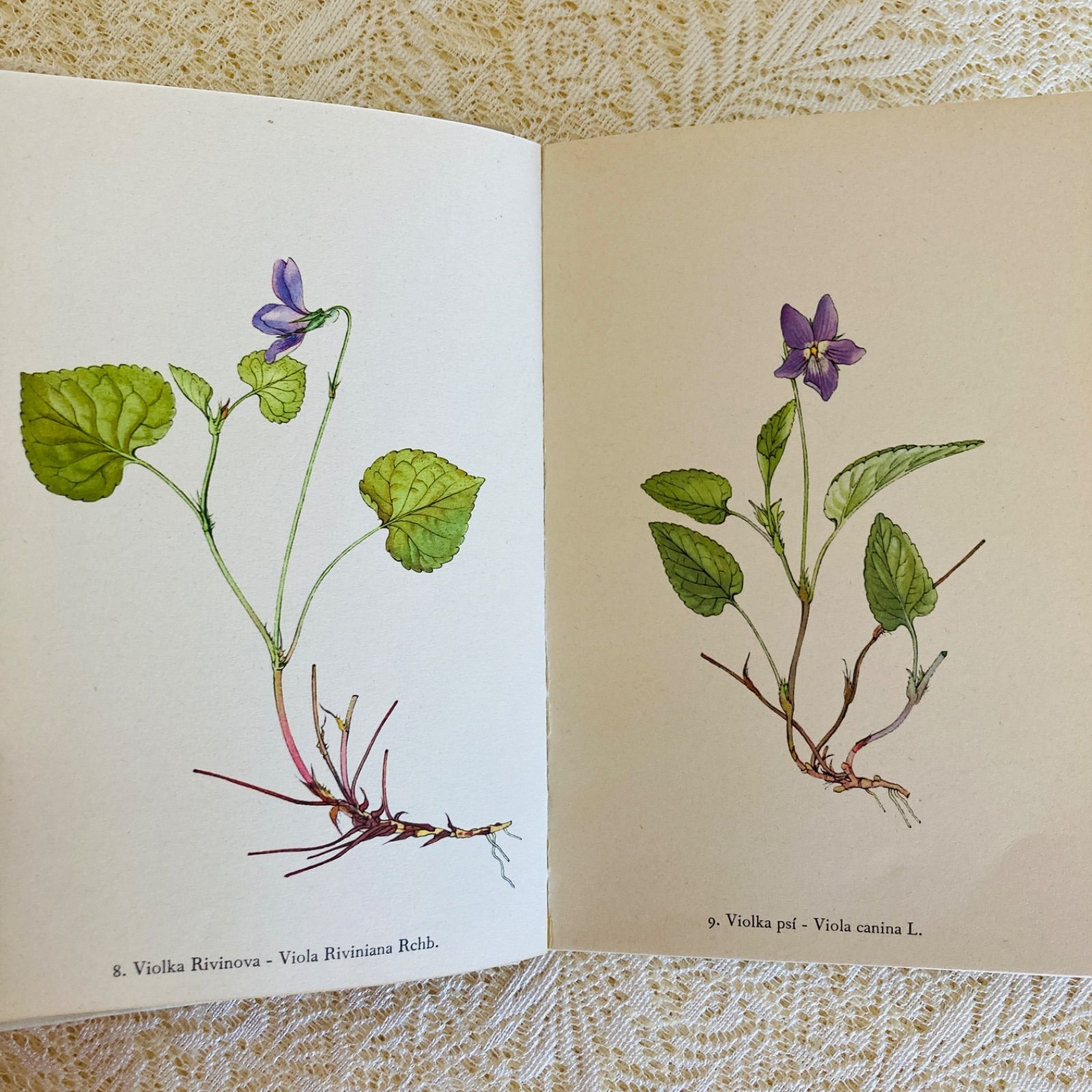 チェコの美しい植物図鑑 Rostliny2 野の花 カレル・スヴォリンスキーの