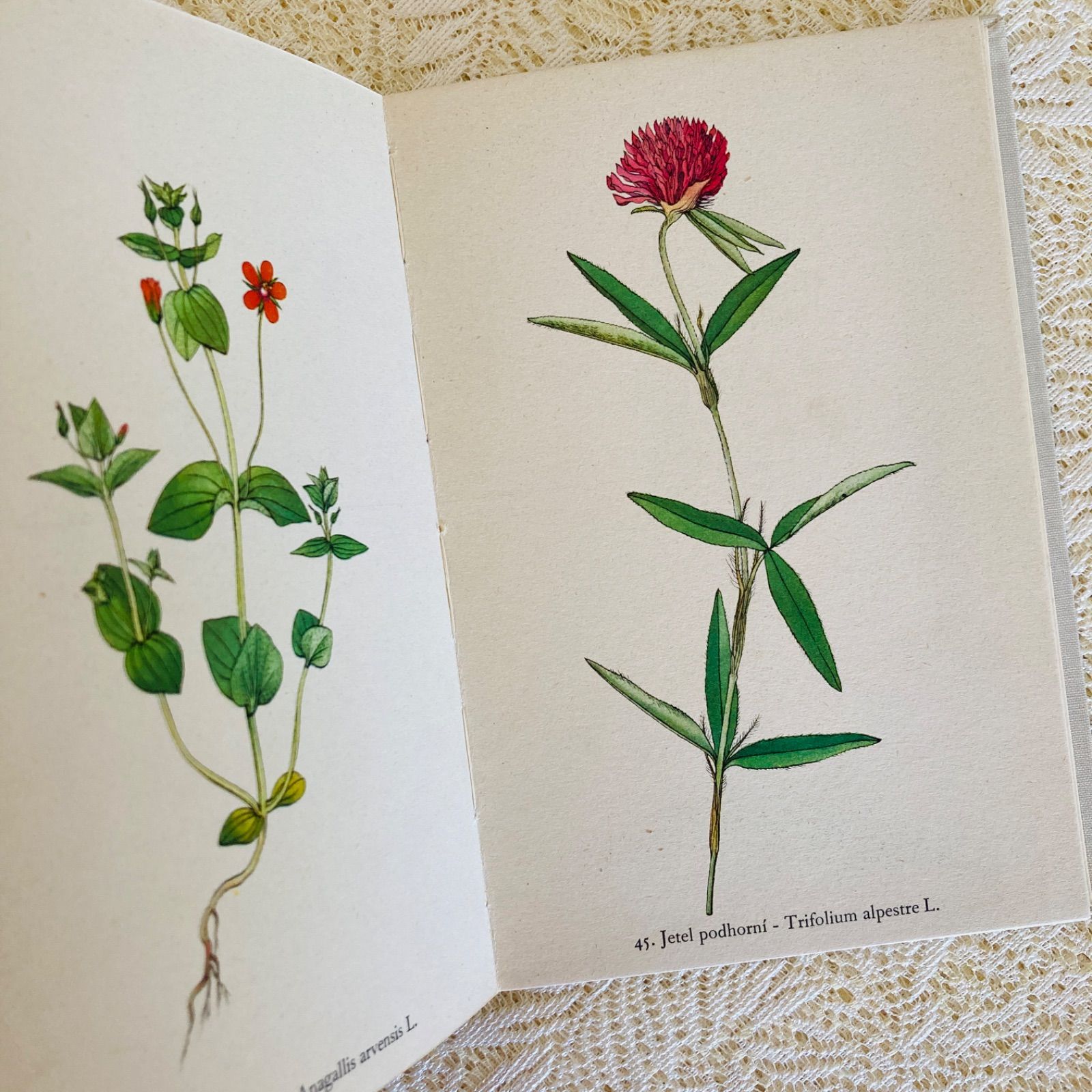 てん2点☆　洋書　古書　植物図鑑 チェコの美しい植物図鑑 Rostliny2 野の花 カレル・スヴォリンスキーの