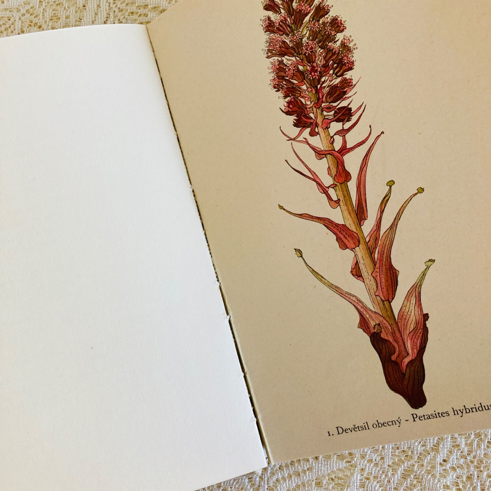 チェコの美しい植物図鑑 Rostliny2 野の花 カレル・スヴォリンスキーの