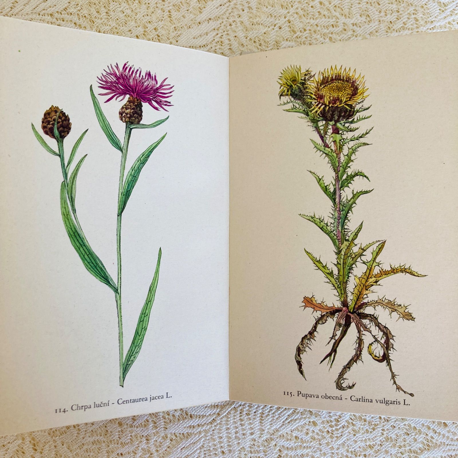 チェコの美しい植物図鑑 Rostliny2 野の花 カレル・スヴォリンスキーの