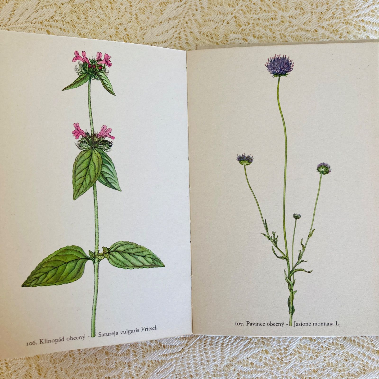 チェコの美しい植物図鑑 Rostliny2 野の花 カレル・スヴォリンスキーの