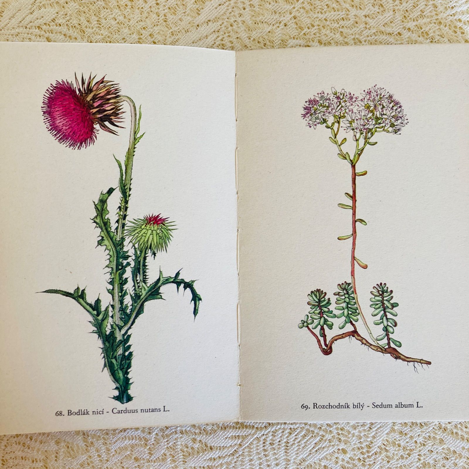 チェコの美しい植物図鑑 Rostliny2 野の花 カレル・スヴォリンスキーの