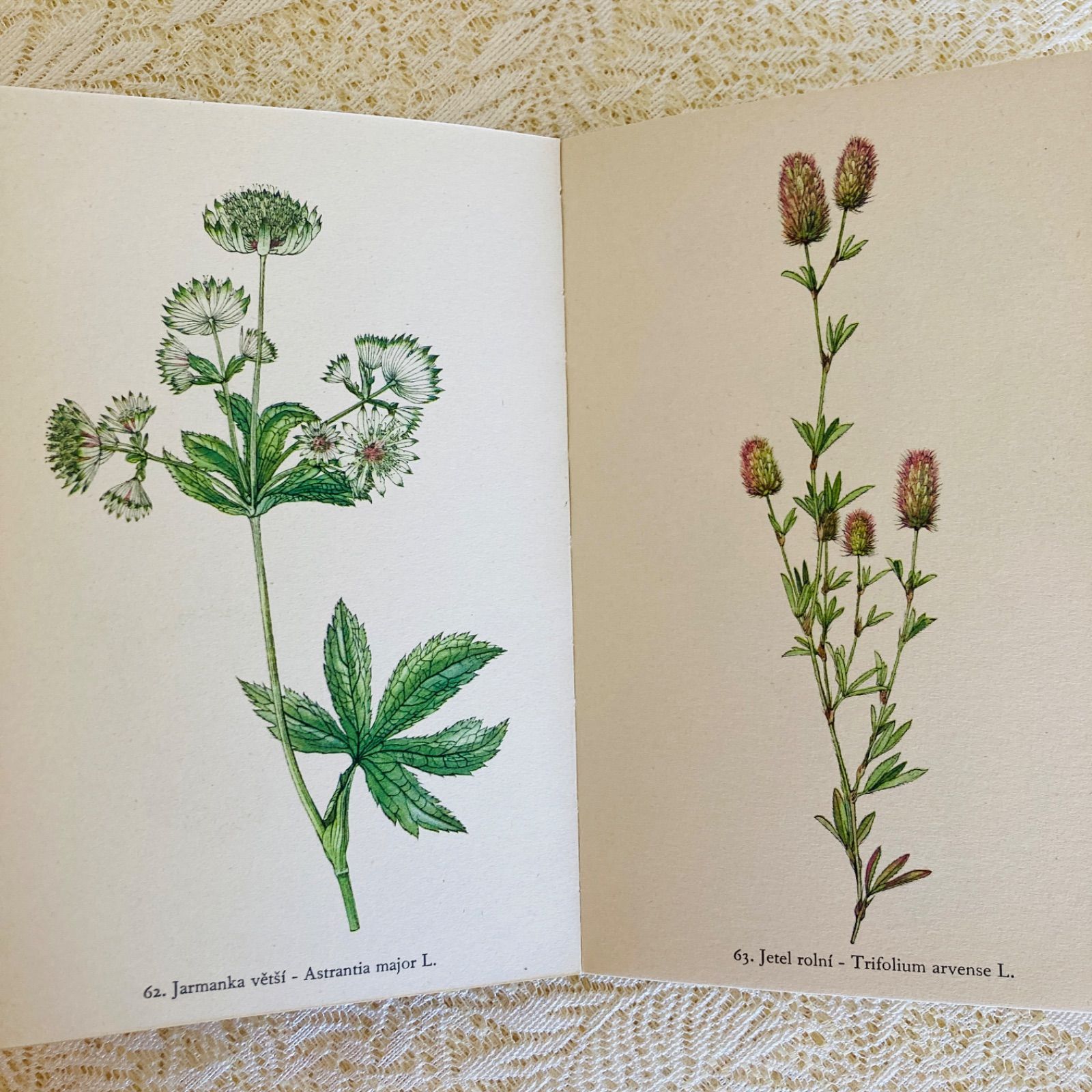 チェコの美しい植物図鑑 Rostliny2 野の花 カレル・スヴォリンスキーの