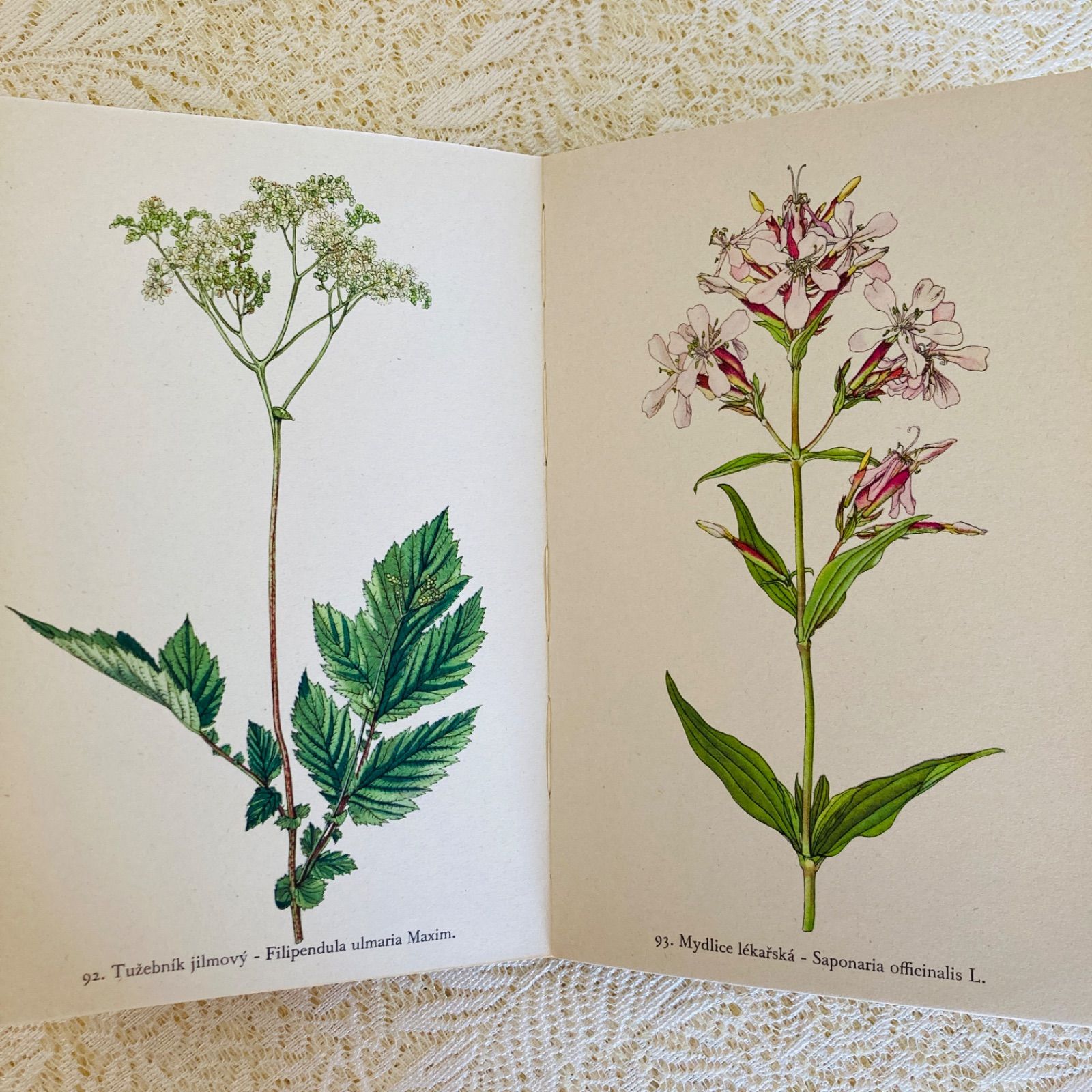 チェコの美しい植物図鑑 Rostliny2 野の花 カレル・スヴォリンスキーの