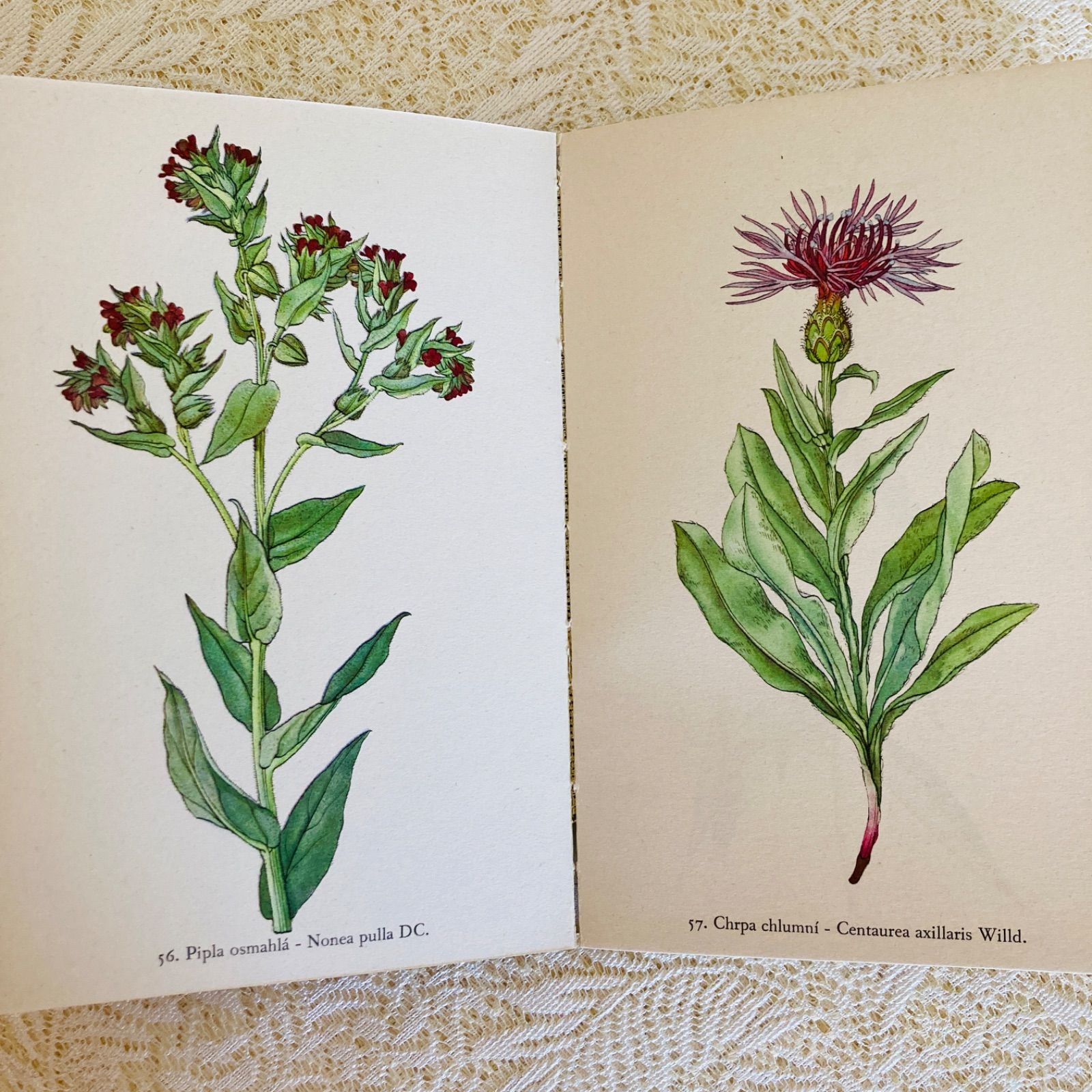 チェコの美しい植物図鑑 Rostliny2 野の花 カレル・スヴォリンスキーの