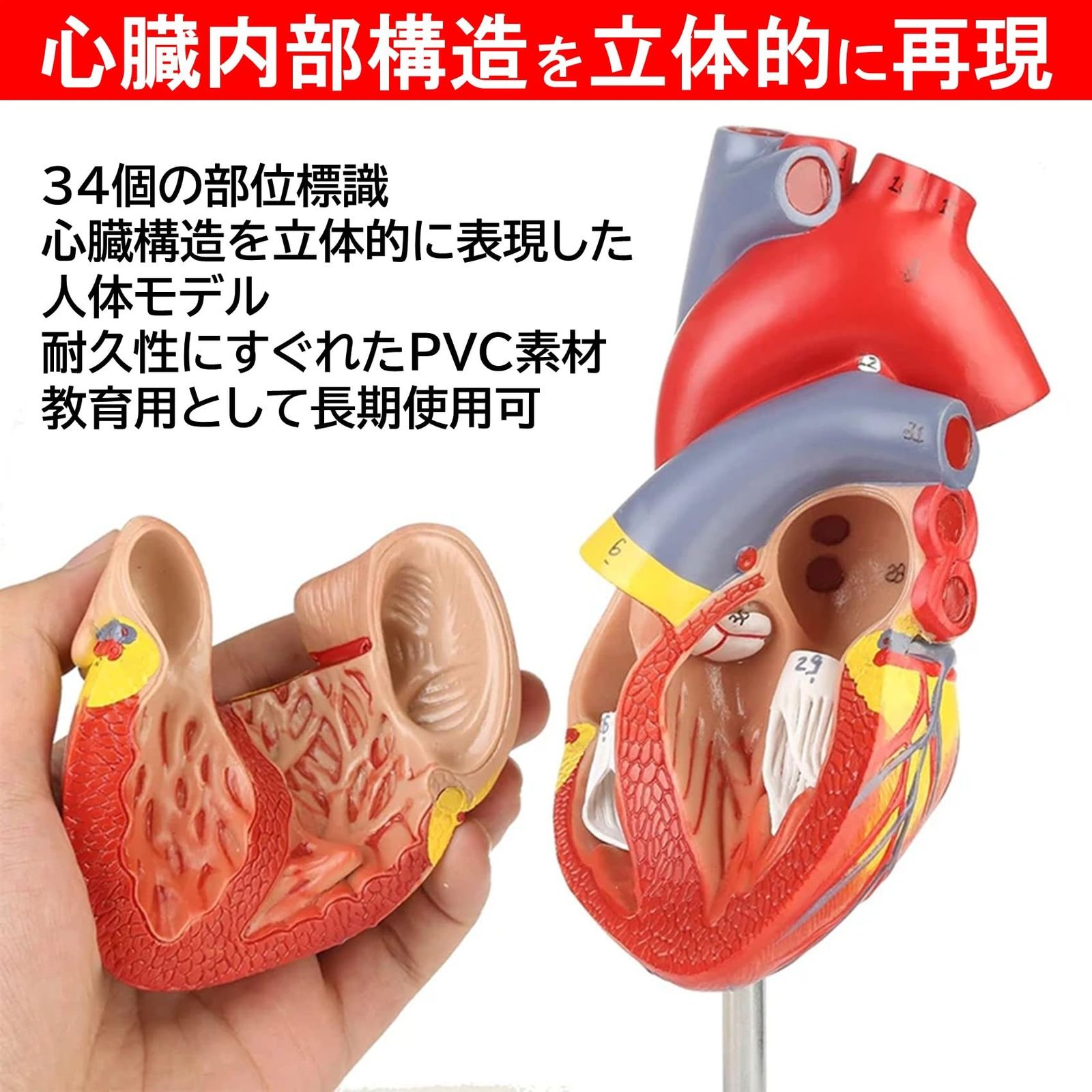 NOELAMOUR 心臓模型 1:1 実物大 心臓標本 立体 解剖モデル 人体模型 