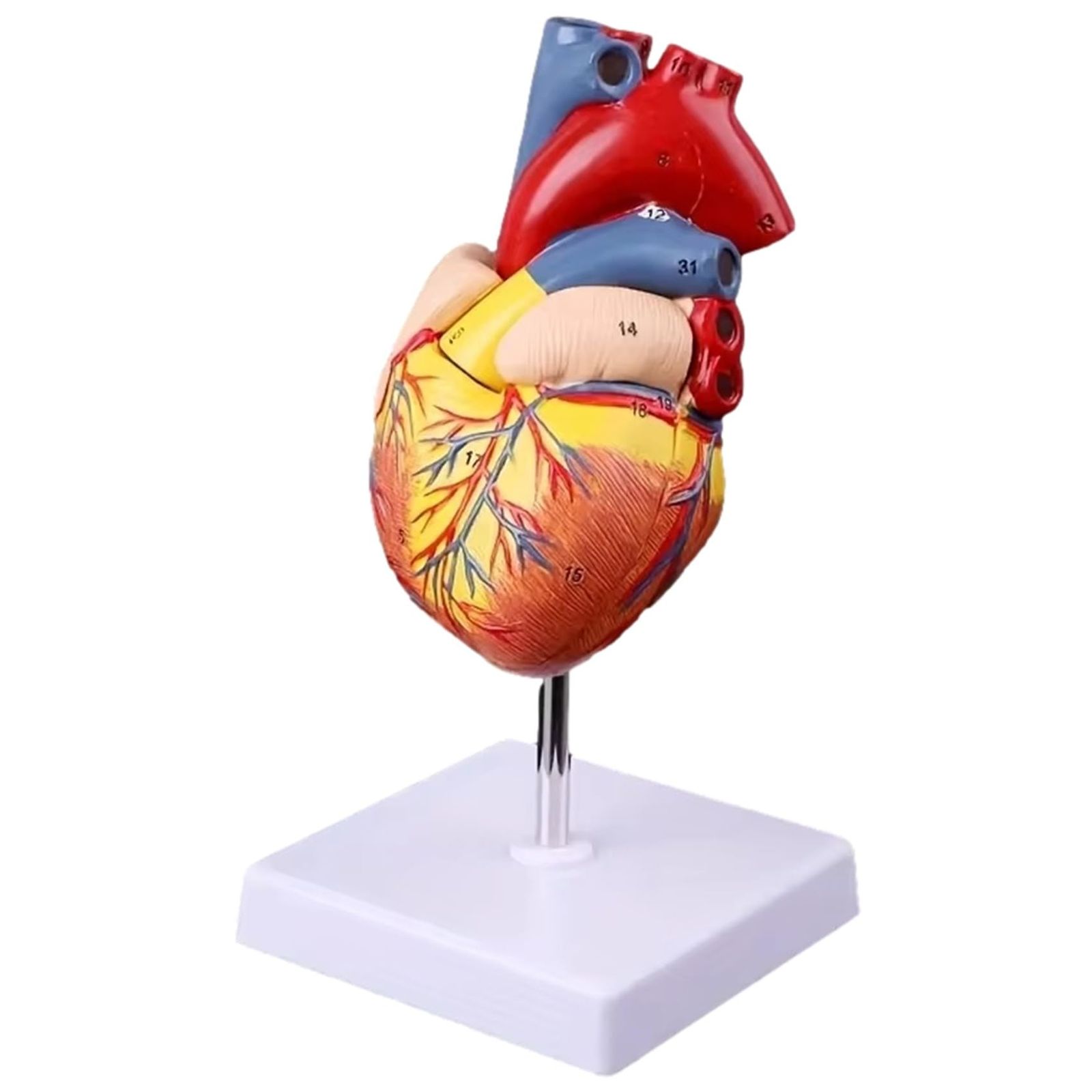 2026年度心臓血管麻酔専門医試験 予想問題集 血管検 ± 5%