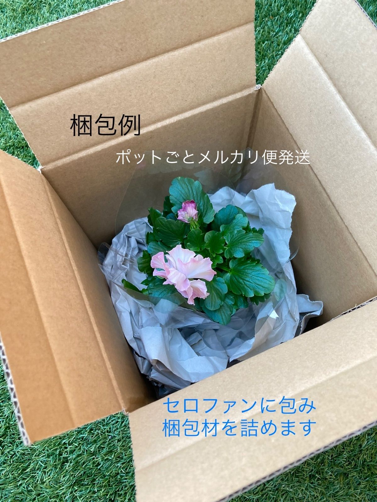 プティフール ペルル ビオラ ハルグリン 送料込み - メルカリ