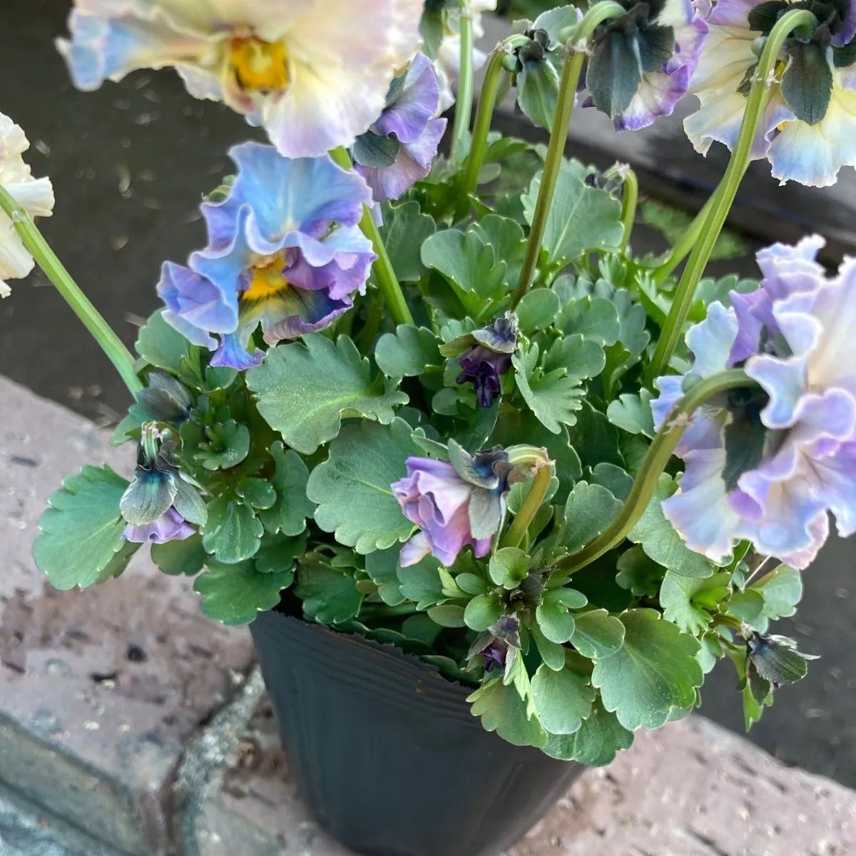 プティフール ペルル ビオラ ハルグリン 送料込み - メルカリ