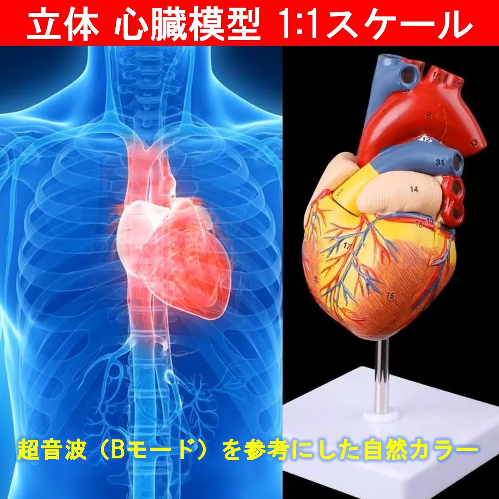 NOELAMOUR 心臓模型 1:1 実物大 心臓標本 立体 解剖モデル 人体模型