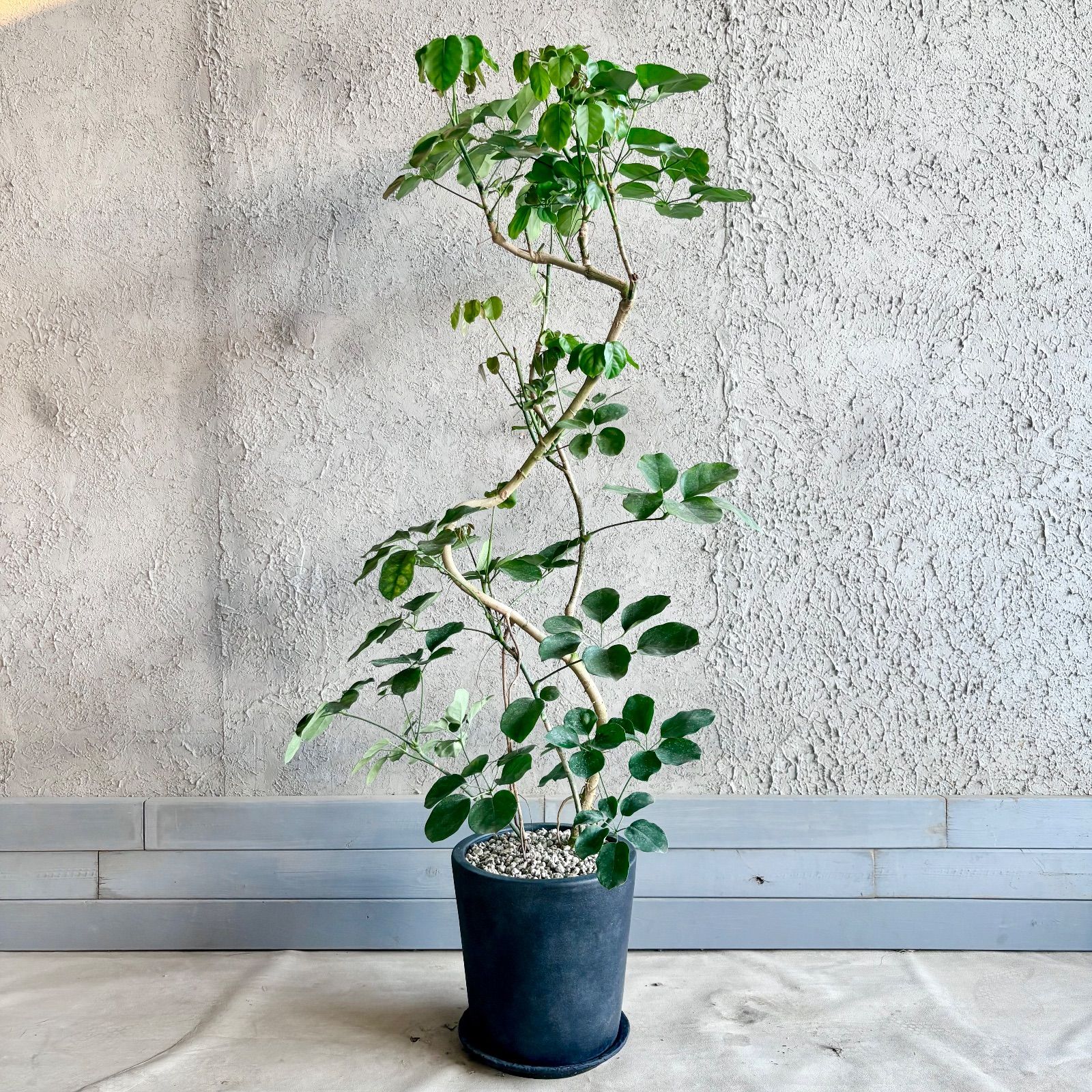 大型 希少 シェフレラ マルコ 曲がり仕立て 10号 バルーン陶器鉢