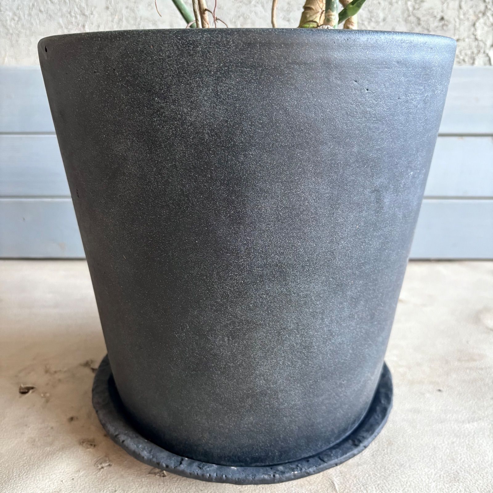 大型 美形 曲がり仕立て シェフレラ マルコ 10号 テラコッタ鉢植え