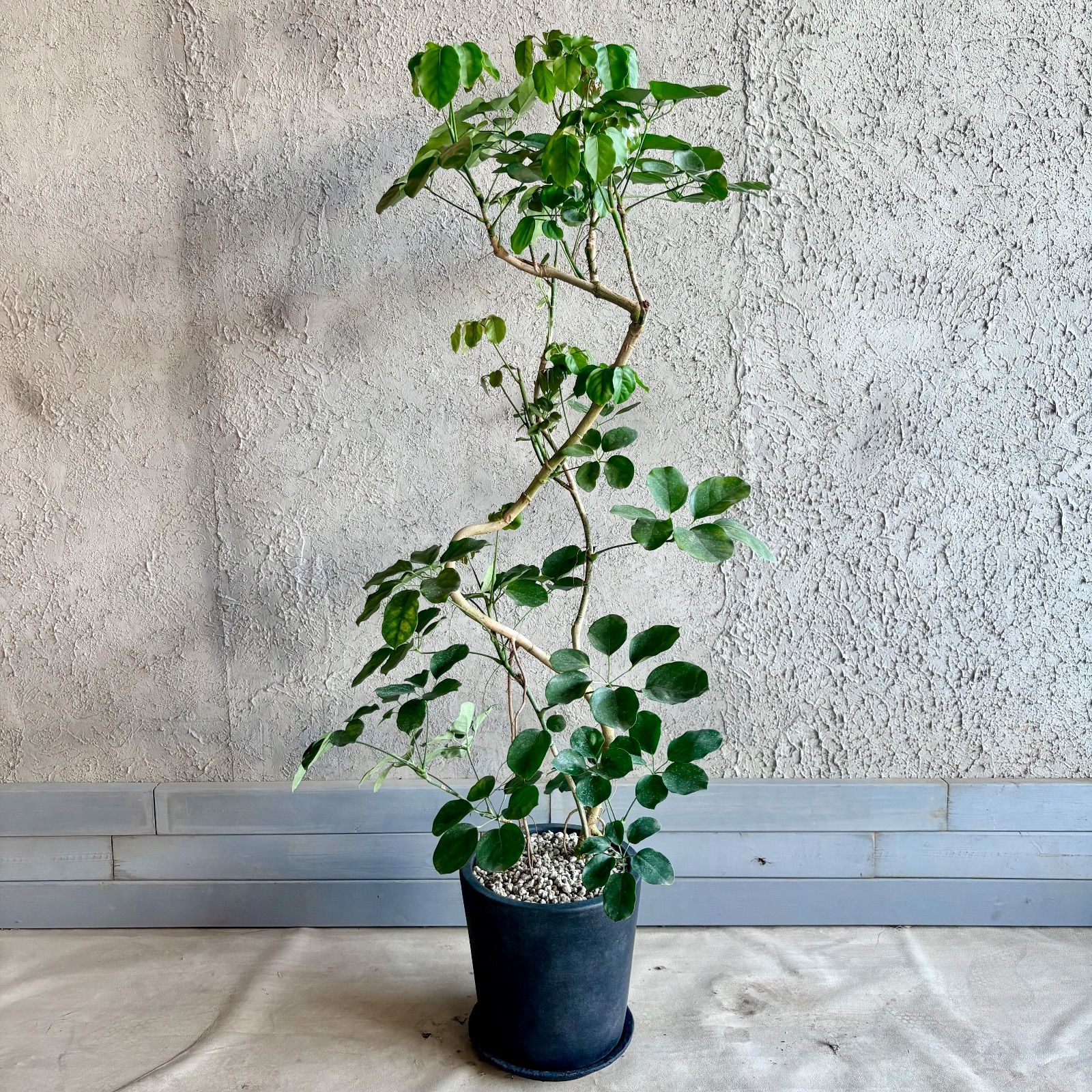 大型 美形 曲がり仕立て シェフレラ マルコ 10号 テラコッタ鉢植え