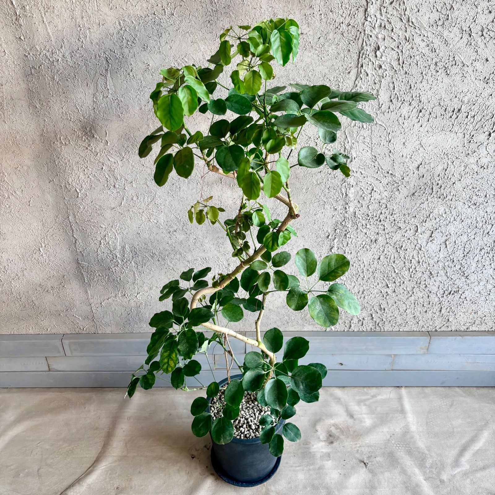 大型　希少　シェフレラ　マルコ　曲がり仕立て　10号　陶器鉢　植え込み 大型 希少 シェフレラ マルコ 曲がり仕立て 10号 陶器鉢 植え込み 大型