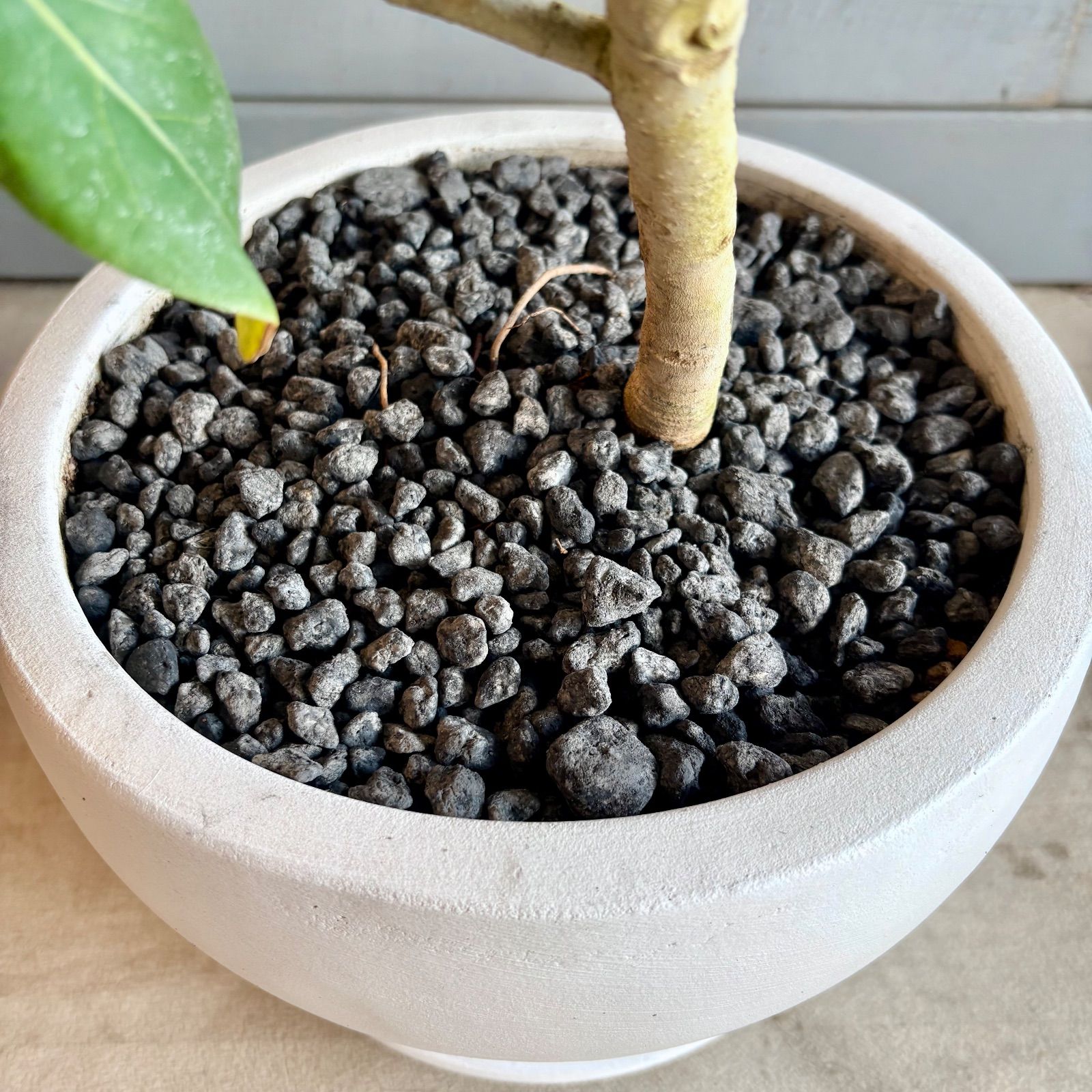 美形 曲がり仕立て フィカス ベンガレンシス 8号 テラコッタ鉢植え