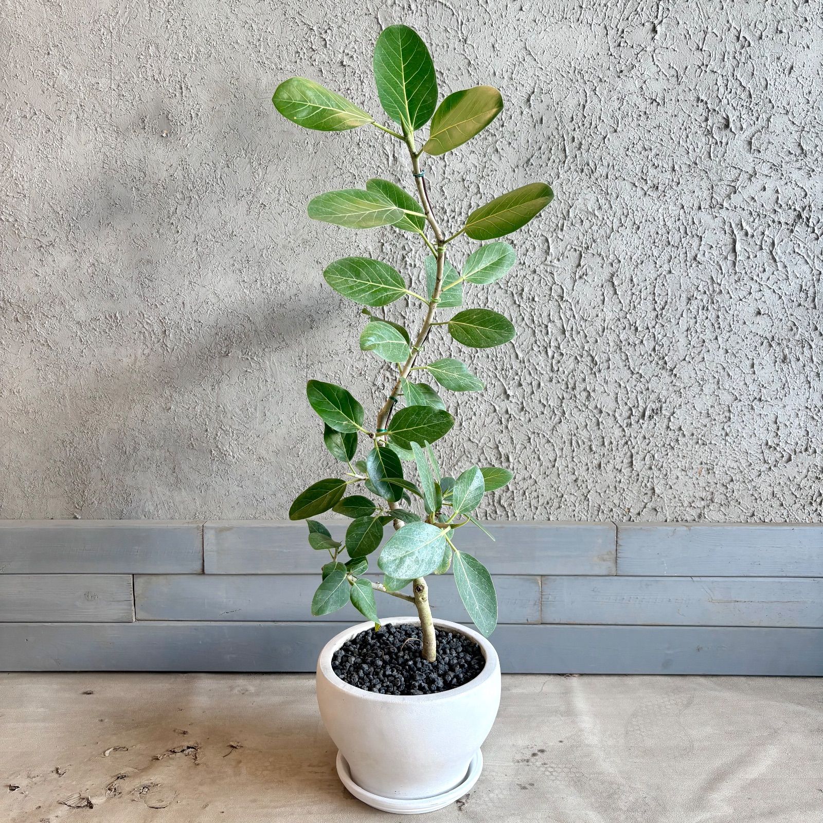 美形 曲がり仕立て フィカス ベンガレンシス 8号 テラコッタ鉢植え