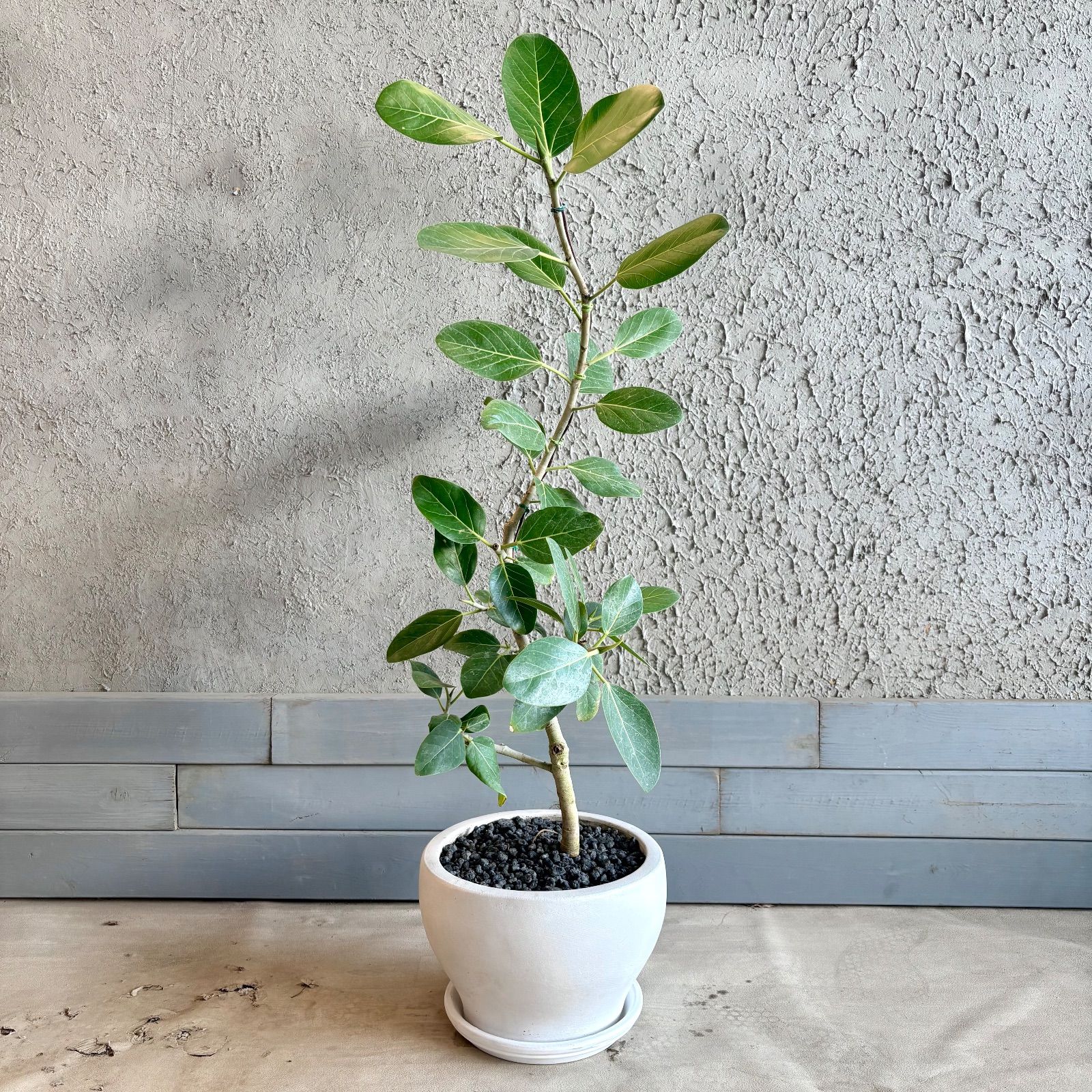 美形 曲がり仕立て フィカス ベンガレンシス 8号 テラコッタ鉢植え