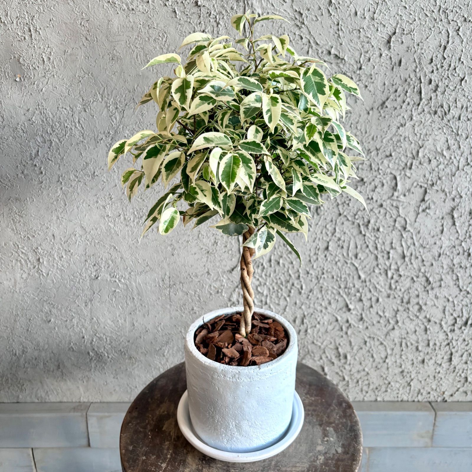 大型　フィカス　ベンジャミン　ねじり　スタンド仕立て　10号　陶器鉢　植え込み 楽天市場】観葉植物 鉢色選べる フィカス：ねじり ベンジャミン