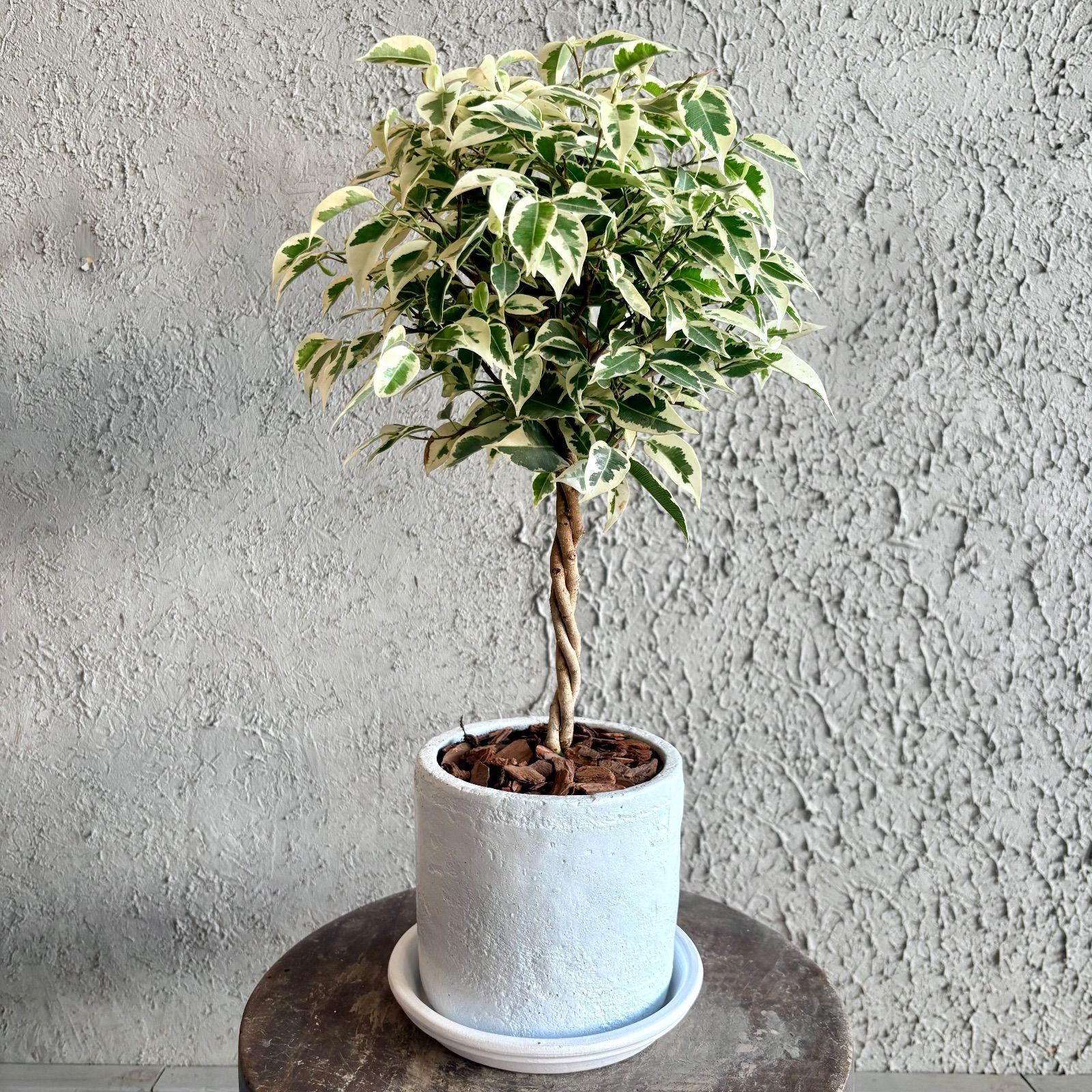 ねじり仕立て フィカス ベンジャミン スターライト 5号 テラコッタ