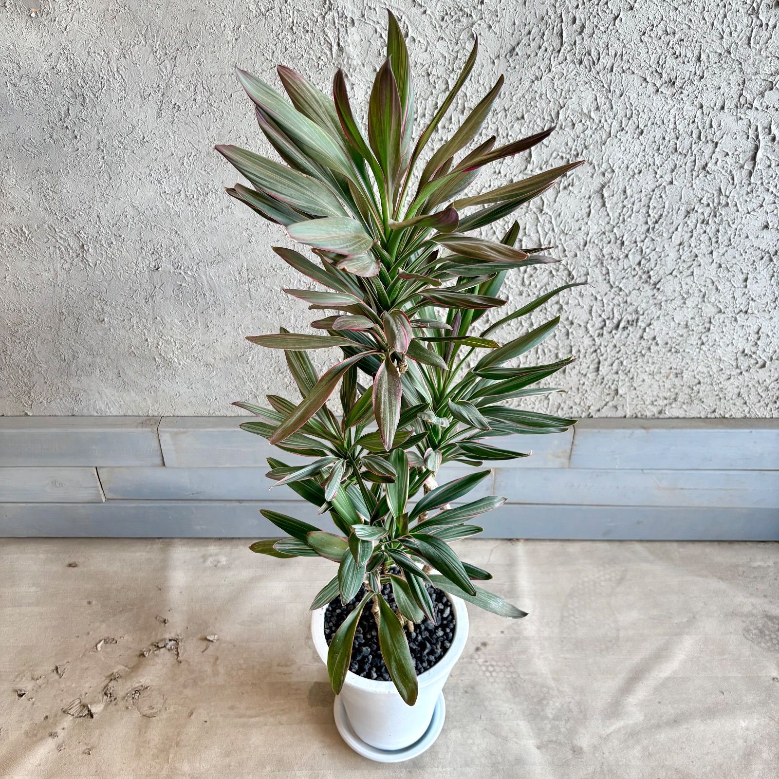 コルジリネ サンゴ 希少 希少品種 コルジリネ サンゴ 7号 テラコッタ鉢植え ホワイト 受け皿